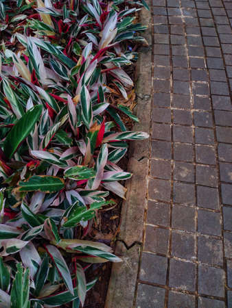 photo of green and red leaves in the gardenの写真素材