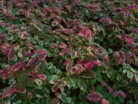 photo of beautiful pink leaves in the gardenの写真素材