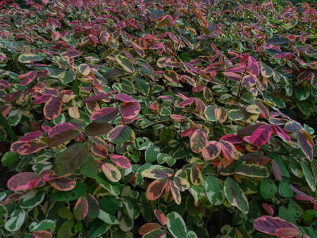 photo of beautiful pink leaves in the gardenの写真素材