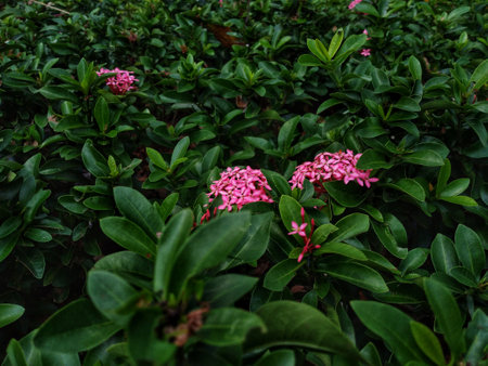 photo of beautiful pink flowers in the gardenの写真素材