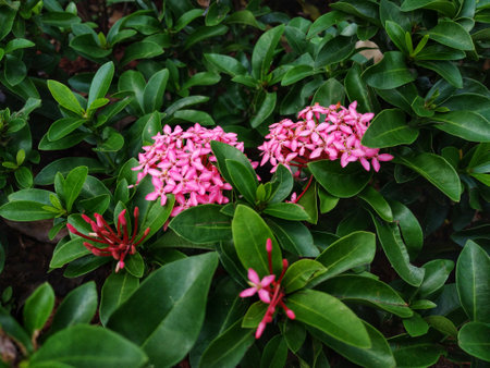 photo of beautiful pink flowers in the gardenの写真素材