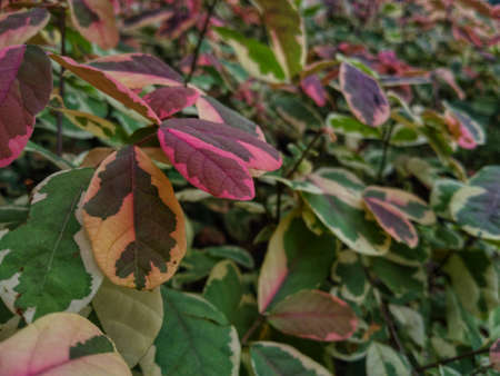 photo of beautiful pink leaves in the gardenの写真素材
