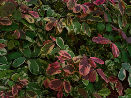 photo of beautiful pink leaves in the gardenの写真素材