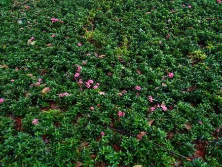 photo of beautiful pink leaves in the gardenの写真素材