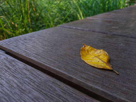 photo of yellowing leaves in the gardenの写真素材