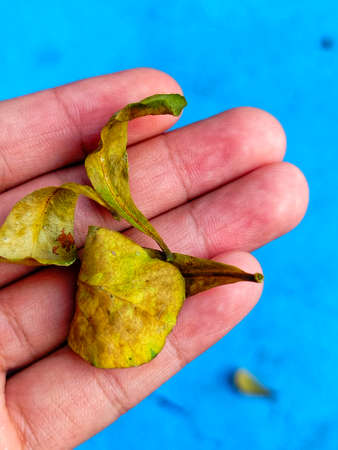 Leaves in hand on a blue background. Selective focus.の写真素材