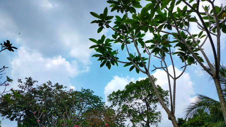 Tropical trees in the park with blue sky and white clouds