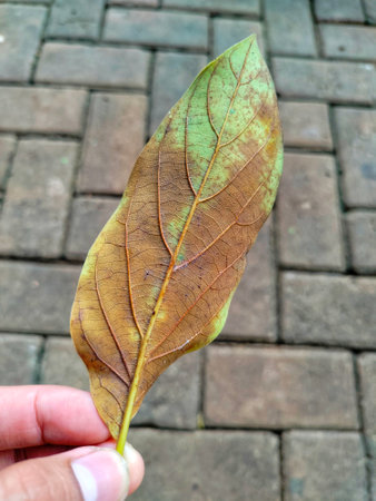 Green leaf on the ground in the park, Thailand. Close up.