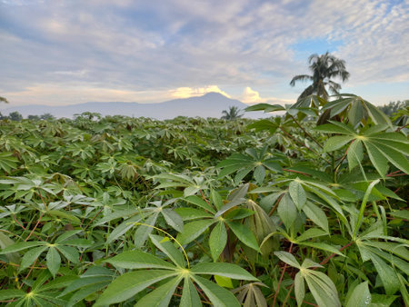 photo of a fertile cassava plantの写真素材