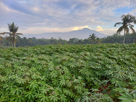photo of a fertile cassava plant