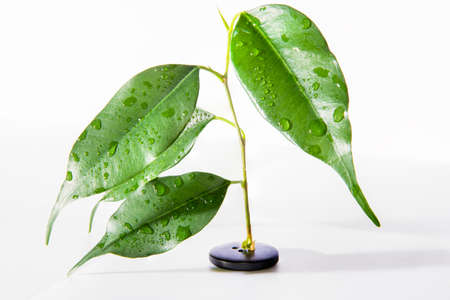 Tree growing ou of button