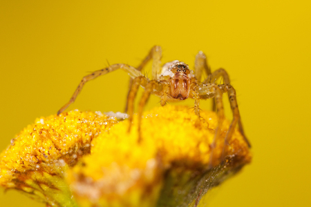 Yellow spider on flower with blurred background.の写真素材