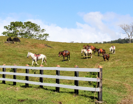 Gallopping horses through field in Costa Ricaの写真素材