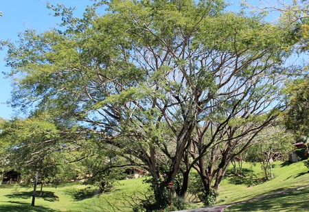 Old tree in Costa Rica Landscapeの写真素材