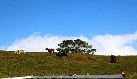 Horses grazing on a hill in Costa Ricaの写真素材