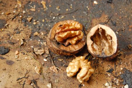 Cracked walnutの写真素材