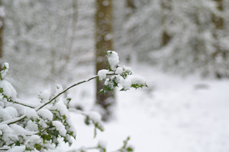 Snow covered Holly Branch with trees in the backgroundの写真素材