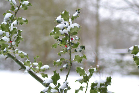 Snow covered Holly Bush and Berriesの写真素材