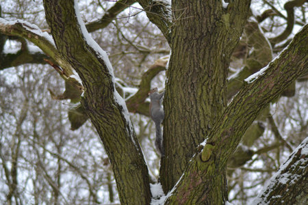 Grey Squirrel in Snowy Treeの写真素材