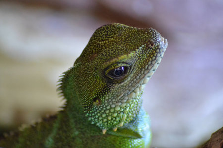 Close up of Beautiful Chinese Water Dragon Reptileの写真素材
