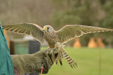 Bird of Preyの写真素材