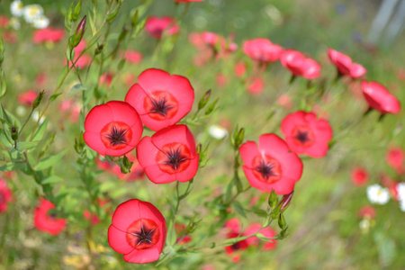 Bright Red Flowersの写真素材