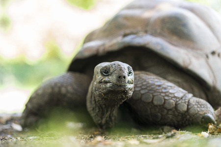 Giant Turtle in Mauritiusの写真素材