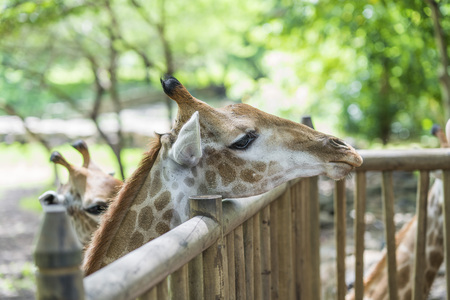 Giraffe head looking over a wooden fenceの写真素材