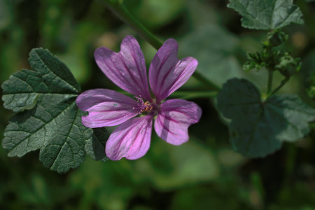 Purple flower with leaves