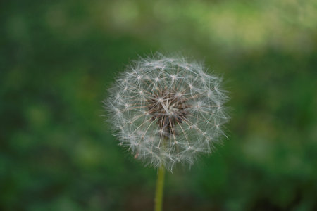 A closeup of a dandelion in grass