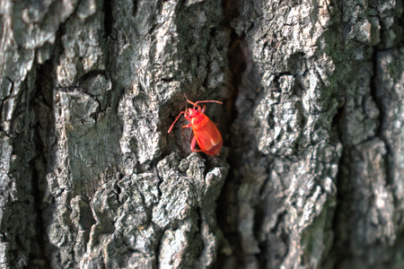 A closeup of a red bug on a tree