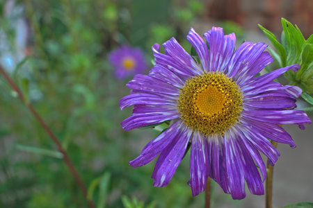 A closeup of a large purple flowerの写真素材