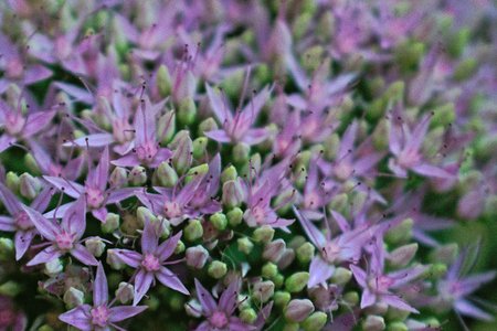 A closeup of a bunch of small purple flowersの写真素材