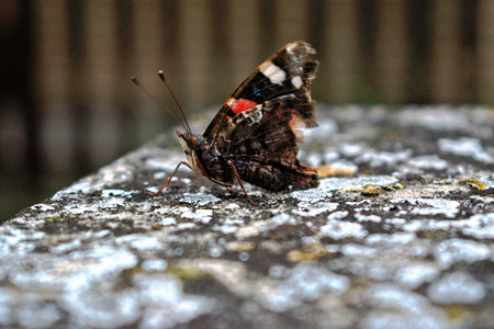 A closeup of a colorful butterfly on a wallの写真素材