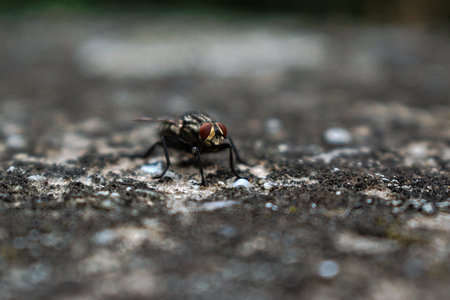 A closeup of a fly on a wallの写真素材