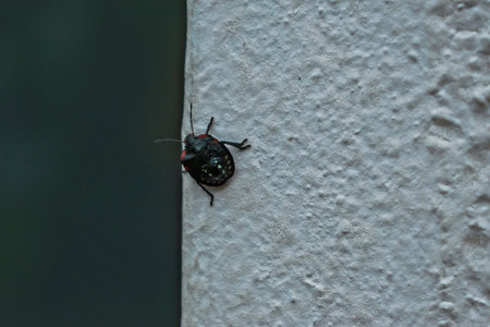 A closeup of a bug on a wall corner