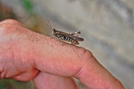 A closeup of a grasshopper on a mans handの写真素材