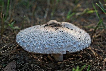 A big white mushroom in the grassの写真素材