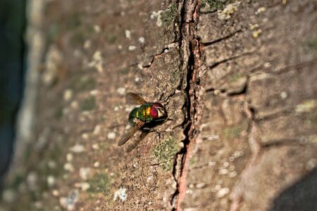 A closeup of a fly on a treeの写真素材