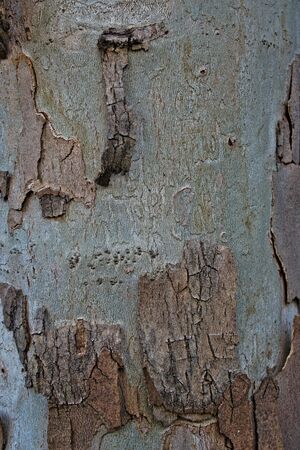 Closeup of a birch tree bark for background/textureの写真素材