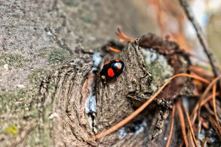 A closeup of a ladybug on a tree barkの写真素材