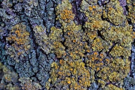 A closeup of a mossy tree bark for background/textureの写真素材