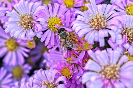 A closeup of a bee on a purple flowerの写真素材