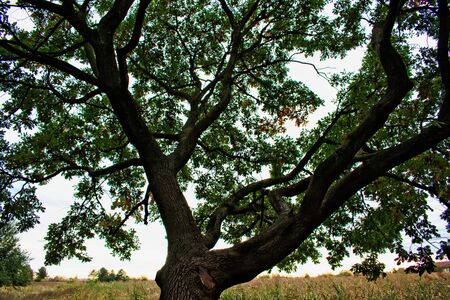 A tree in the park