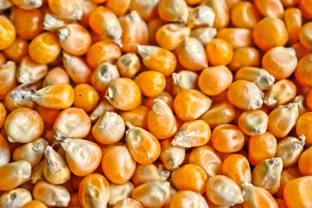 Closeup of popcorn kernels for background/textureの写真素材