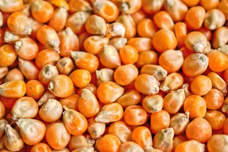 Closeup of popcorn kernels for background/textureの写真素材