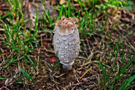 Closeup of a white Coprinus comatus mushroom in the grassの写真素材