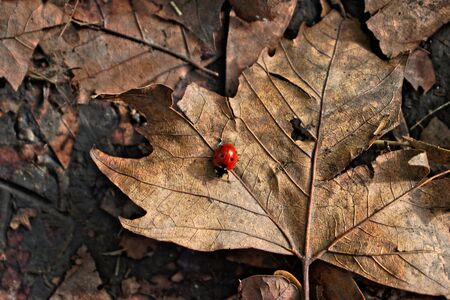 Closeup of a red ladybug on a brown leafの写真素材
