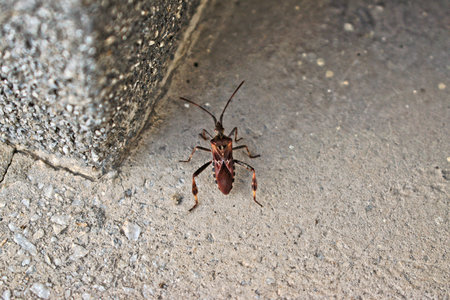 Closeup of a brown Triatominae bug on a gray wall