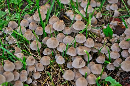 Closeup of small brown mushrooms in the grassの写真素材